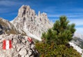 Small pine tree, tourist sign and Cima Ambrizzola Royalty Free Stock Photo