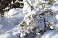 A small pine tree under the fluffy snow Royalty Free Stock Photo