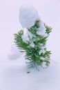 Small pine tree in winter garden. Royalty Free Stock Photo