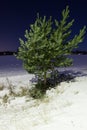 Small pine tree at winter night Royalty Free Stock Photo