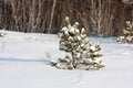 Small pine tree in winter Royalty Free Stock Photo