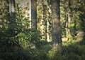 Small Pine Trees Royalty Free Stock Photo