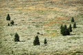 Small Pine Trees on Mountainside Forest Lone Tree Isolated Royalty Free Stock Photo