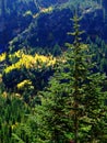 Small Pine Trees on Mountainside Forest Lone Tree Isolated Royalty Free Stock Photo