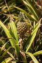 Small pineapple Royalty Free Stock Photo