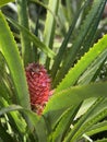 Pink pineapple