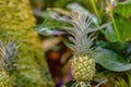 Small pineapple growing on a bush, in a nursery Royalty Free Stock Photo