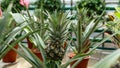 Small Pineapple growing in the greenhouse close up Royalty Free Stock Photo