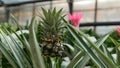 Small Pineapple growing in the greenhouse close up Royalty Free Stock Photo