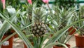 Small Pineapple growing in the greenhouse close up Royalty Free Stock Photo