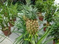 Small Pineapple growing in the greenhouse close-up Royalty Free Stock Photo