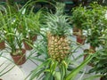 Small Pineapple growing in the greenhouse close-up Royalty Free Stock Photo