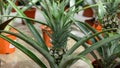 Small Pineapple growing in the greenhouse close up Royalty Free Stock Photo