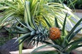 A small pineapple growing out of the top of a Pineapple plant, Ananas comosus Royalty Free Stock Photo