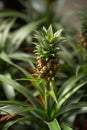 Small pineapple growing on a plant.. Royalty Free Stock Photo