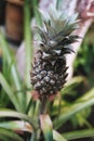 Small pineapple growing Royalty Free Stock Photo