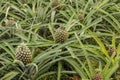 Small Pineapple growing Royalty Free Stock Photo