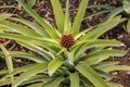 Small Pineapple growing Royalty Free Stock Photo
