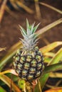 Small pineapple growing on plantation in Hawaii Royalty Free Stock Photo