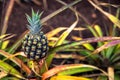 Small pineapple growing on plantation in Hawaii Royalty Free Stock Photo