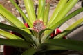 Small pineapple growing in a pot Royalty Free Stock Photo