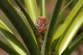 Small pineapple growing in a pot Royalty Free Stock Photo