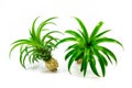 Small pineapple isolated on white backround. Royalty Free Stock Photo