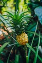 Small Pineapple Pineapple, a tropical plant, with an edible fruit, growing from it`s parent plant. Royalty Free Stock Photo