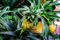 Small pineapples in ceramic pots. Growing exotic plants at home. Close-up. Selective focus Royalty Free Stock Photo