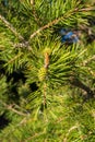 Small pinecones growing on the branch of a pine Royalty Free Stock Photo