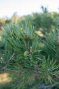 Small pinecones growing on the branch of a pine Royalty Free Stock Photo