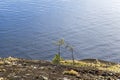 Small pines on the background of water on granite rocks.