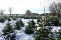 Small pines in the farm in Belgium