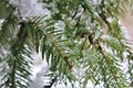 Small pines in the farm in Belgium