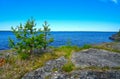 Small pines grow from a crack in a granite rock