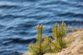 Small pines on rocks