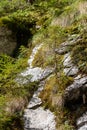 Small pines on rocks in mountains in autumn.