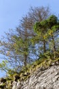 Small pines on rocks in mountains in autumn.