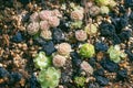 Small Pinguicula jaumavensis plants, close-up