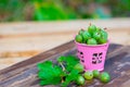 in a small pink bucket green gooseberries lie