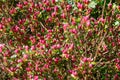 Small pink buds of Rhododendron simsii flowers