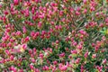 Small pink buds of Rhododendron simsii flowers