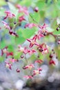 Small pink-burgundy flowers