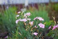 Small pink carnation flowers on a blurred background Royalty Free Stock Photo