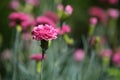 Small pink carnations. Blurred background with flowers Royalty Free Stock Photo