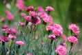 Small pink carnations. Blurred background with flowers Royalty Free Stock Photo