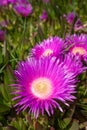 Small pink Carpobrotus chilensis flower Royalty Free Stock Photo