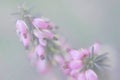 Small pink florets on a green indistinct background Royalty Free Stock Photo