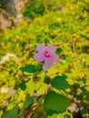 A small Pink flower with the beatiful view in the afternoon