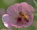 A small pink flower with a bee. Royalty Free Stock Photo